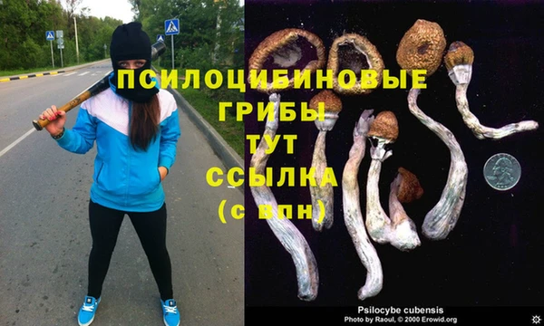 гидра Инта